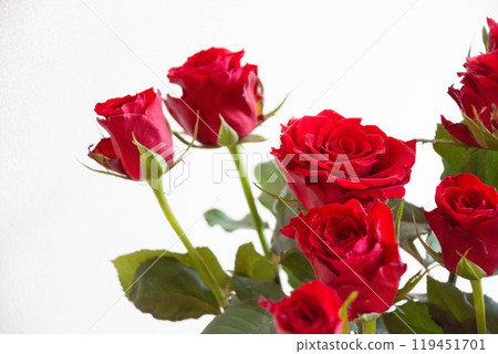 Red rose 119451701