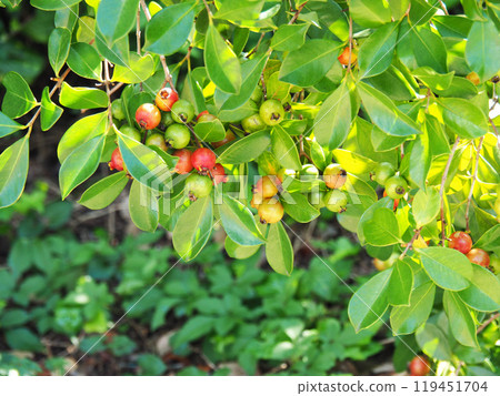 Guava Tree 119451704