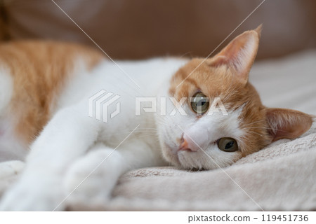 Staring cat, brown tabby white 119451736