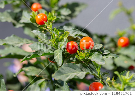 Cherry tomatoes (Solanum pimpinellifolium) growing in an organically grown agroforestry system in the city of Rio de Janeiro, 119451761