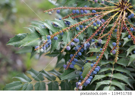 Mahonia aquifolium plant with blue fruits, ornamental evergreen plant Mahonia aquifolium plant with blue fruits, ornamental evergreen plant 119451788