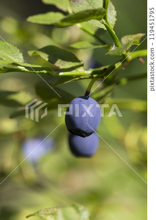 Green branches with berry of bilberry in the forest. Berries of forest blueberries 119451795