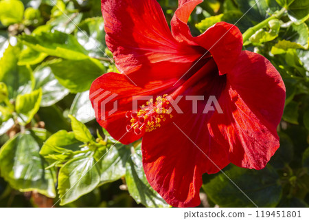 Close up of a large, red hibiscus -hibiscus rosa-sinensis- in kihei- maui, hawaii, united states of america 119451801