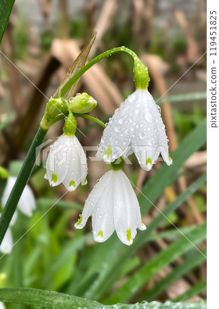 Leucojum vernum - early spring snowflake flowers in the forest. Blurred background, spring concept. Leucojum vernum - early spring snowflake flowers in the forest. Blurred background, spring concept. 119451825