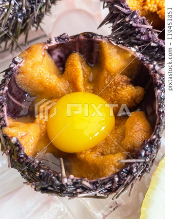 Sea urchin in a ceramic bowl with ice on. Sea urchin dish with quail egg close up Sea urchin in a ceramic bowl with ice on. Sea urchin dish with quail egg close up 119451851