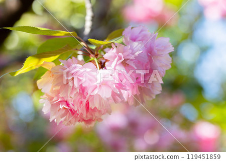 Close-up shot of pink Sakura flowers on a branch. 119451859