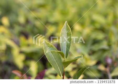 Green tea tree leaves field Fresh young tender bud herbal in farm on summer morning. Sunlight Green tea tree plant camellia sinensis in organic farm. 119451878