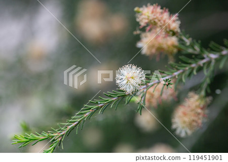 native yellow flowers on a Melaleucas plant in the bush in garden native yellow flowers on a Melaleucas plant in the bush in garden 119451901