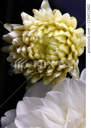 Japanese Dahlia 119451902