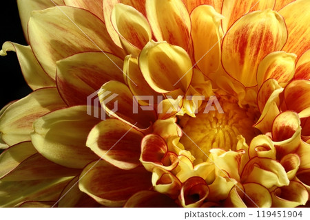 日本大麗花 119451904