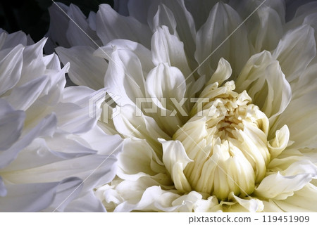 Japanese Dahlia Japanese Dahlia 119451909