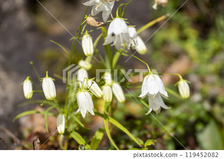 Autumn in Miyagi Zao: Beautiful blooming rock jasmine flowers in Zao Town, Miyagi Prefecture Autumn in Miyagi Zao: Beautiful blooming rock jasmine flowers in Zao Town, Miyagi Prefecture 119452082