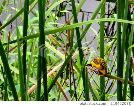 Golden yellow warbler nests in a plant 119452088