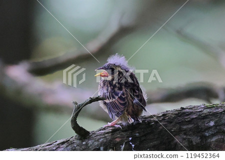 Bunting chick Bunting chick 119452364