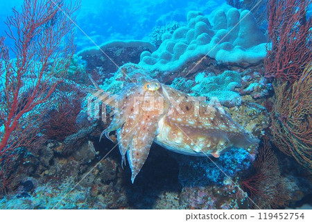 Underwater photo of a giant stingray swimming on a coral reef Underwater photo of a giant stingray swimming on a coral reef 119452754