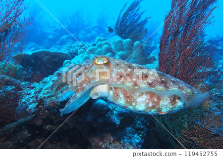 海鯛在珊瑚礁中游泳的水下照片 119452755