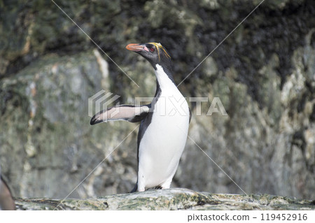 Couple Macaroni penguins , South Georgia, Antarctic 119452916