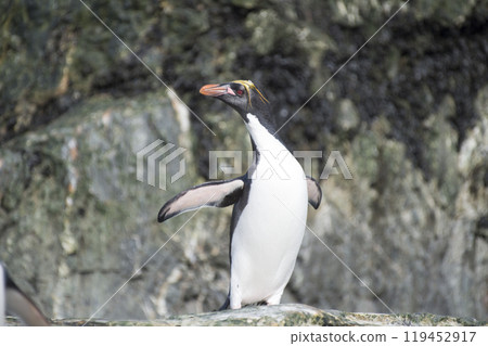Couple Macaroni penguins , South Georgia, Antarctic 119452917