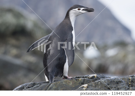 Solo Chinstrap Penguin on rock in Antarctica Solo Chinstrap Penguin on rock in Antarctica 119452927