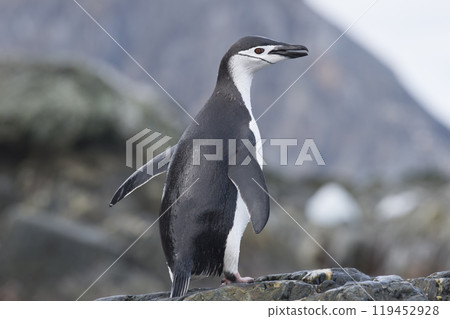 Solo Chinstrap Penguin on rock in Antarctica Solo Chinstrap Penguin on rock in Antarctica 119452928