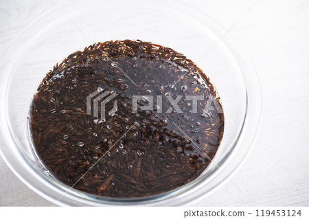 乾羊棲菜用水補充水分 119453124