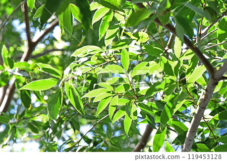 Quercus salicina in a forest 119453128