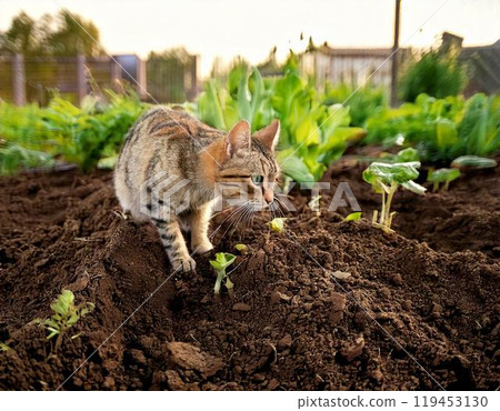 Stray cats destroying the soil in the field Stray cats destroying the soil in the field 119453130