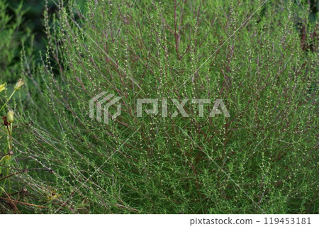 Kochia beginning to produce flower buds, September 2024 119453181