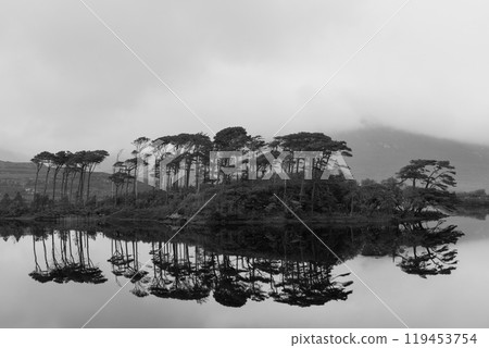 Monochrome image of Pine Island in Connemara, near Galway, Ireland, capturing the silhouettes of pine trees mirrored on a still lake, set against a fog-covered landscape Monochrome image of Pine Island in Connemara, near Galway, Ireland, capturing the silhouettes of pine trees mirrored on a still lake, set against a fog-covered landscape 119453754