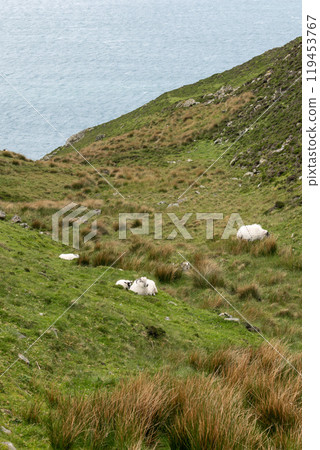 Sheep resting on steep green hillside of Slieve League with the ocean stretching in the background Sheep resting on steep green hillside of Slieve League with the ocean stretching in the background 119453767
