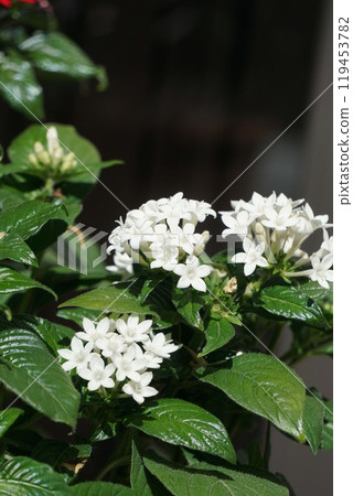 White flowers of pentas 119453782