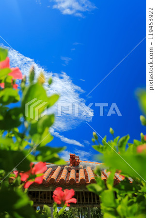 Mensore 沖繩與藍天、 紅木槿和水獅 119453922