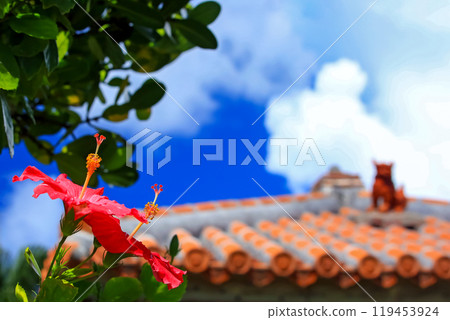 Mensore 沖繩與藍天、 紅木槿和水獅 119453924