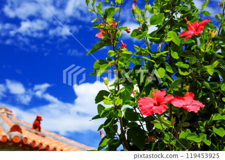 Welcome Okinawa: Blue skies, red hibiscus and shiisa 119453925