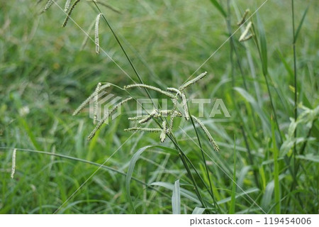 Striped grass ears, September 2024 Striped grass ears, September 2024 119454006