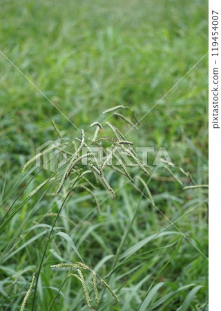Striped grass ears, September 2024 119454007