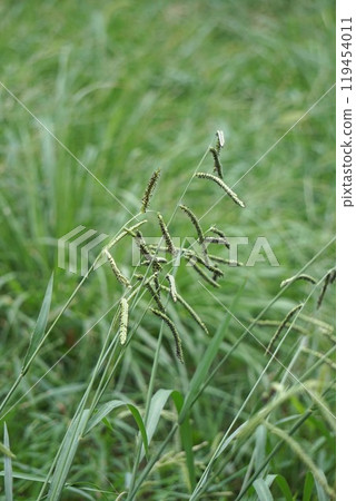 條紋雀莓的耳朵,2024 年 9 月 條紋雀莓的耳朵,2024 年 9 月 119454011