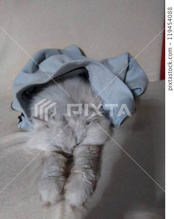 Cat dreaming of flying Cat dreaming of flying 119454088