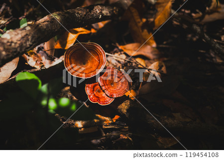 Top view of brown turkey tail mushroom on a forest ground. Top view of brown turkey tail mushroom on a forest ground. 119454108