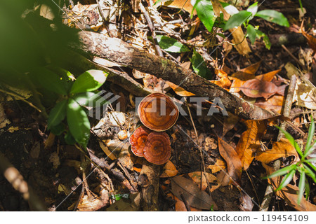Top view of beautiful red turkey tail mushroom in forest. Top view of beautiful red turkey tail mushroom in forest. 119454109