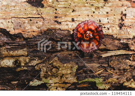 Top view of beautiful red turkey tail mushroom in forest. Top view of beautiful red turkey tail mushroom in forest. 119454111