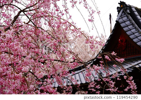 Cherry blossoms and roof tiles 119454290