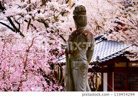 Cherry blossoms in full bloom and a Buddha statue Cherry blossoms in full bloom and a Buddha statue 119454294