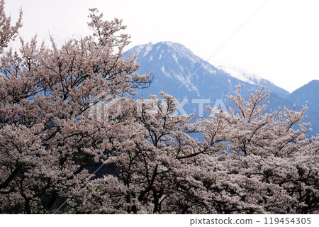 櫻花和山脈 119454305
