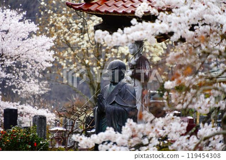 Sakura and Buddha statue 119454308