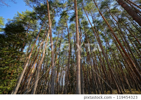 Forest Forest 119454323