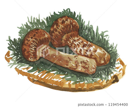 Matsutake mushroom painted in watercolor 241020pix7 Matsutake mushroom painted in watercolor 241020pix7 119454400