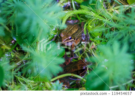 Close-up of an Olive frog (Nidirana adenopleura) calling in a pond. 119454657