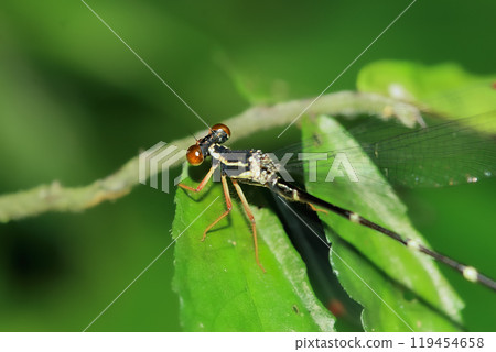 Red-legged Flatwing Damselfly Perched on a Leaf. Red-legged Flatwing Damselfly Perched on a Leaf. 119454658