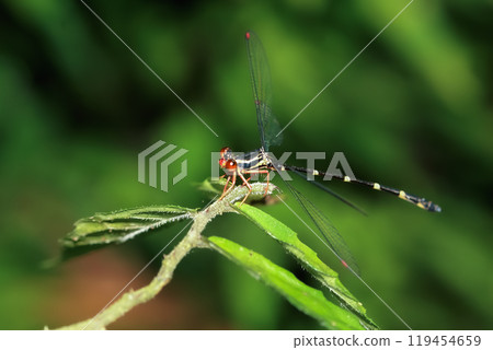 Red-legged Flatwing Damselfly Perched on a Leaf. Red-legged Flatwing Damselfly Perched on a Leaf. 119454659